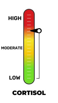 Cortisol Level Meter Animation Vertical Gauge Indicator Low Moderate High with Moving Needle