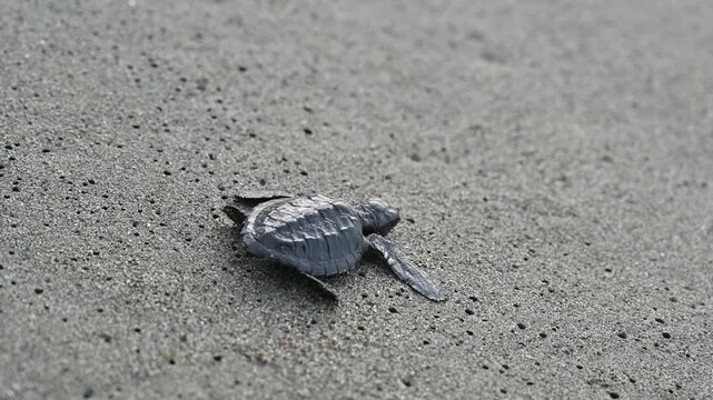 A hawksbill turtle hatchling (Eretmochelys imbricata) walking along the beach toward the ocean