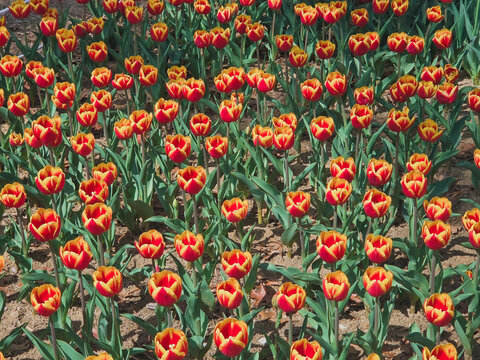 Colorful orange tulip field pattern background, spring flower texture