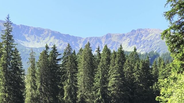 Beautiful mountain landscape with lush green coniferous forest in the foreground. Stunning alpine panorama on a bright, sunny day with clear blue sky in Demanovska Dolina, Slovakia
