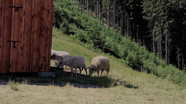Small flock of sheep peacefully grazing on a lush green pasture in the mountains. A rustic wooden cabin stands beside the sunlit hillside in Demanovska Dolina, Slovakia