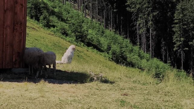Herd of domestic sheep walking and eating grass on a steep, sunny slope. Lush alpine meadow with a dense coniferous forest background in Demanovska Dolina, Slovakia