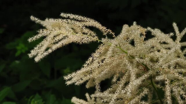 Delicate white feathery flowers of an aruncus dioicus, also known as goat's beard, gently swaying in a subtle breeze in a summer garden