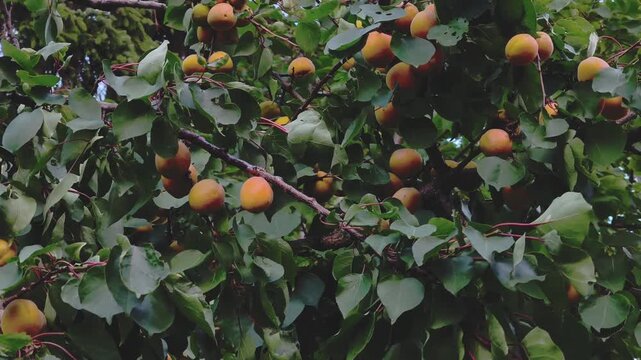 Fresh ripe apricots growing on a tree branch, gently swaying in the wind. Orchard fruit harvest season and healthy organic food concept