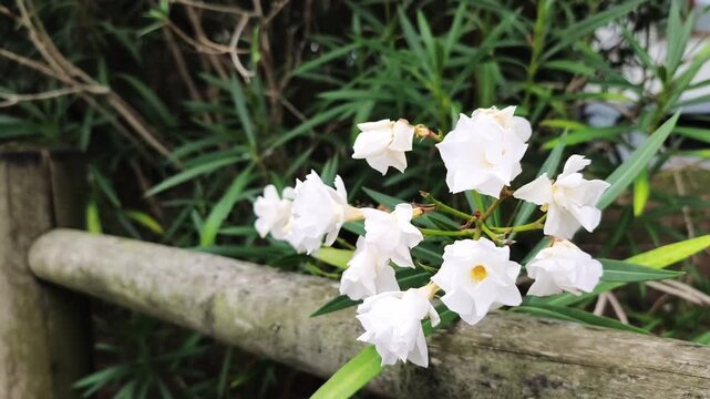 Delicate white oleander flowers gently moving in a light breeze. The beautiful blossoms are in focus against a background of lush green leaves in Pineta, Lignano Sabbiadoro, Italy