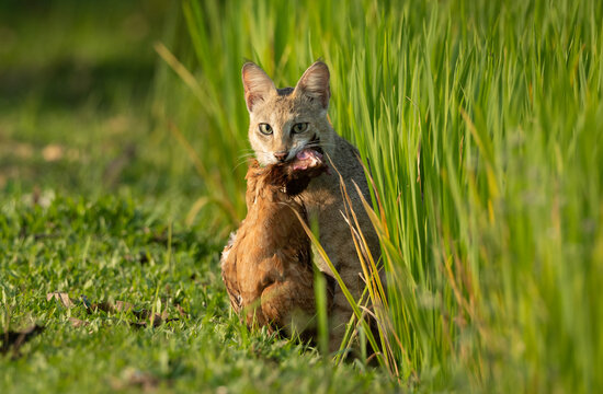Title: Jungle Cat (Felis chaus) with domestic prey in a grassy field.