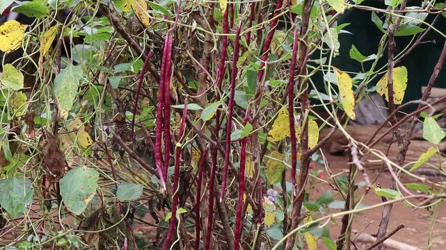 Long yard beans purple in color growing on its plant at a home vegetable garden ready to harvest
