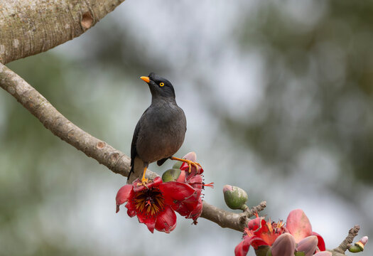 Jungle Myna (Acridotheres fuscus) on a flowering silk-cotton branch.
