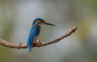 Fototapeta premium Common Kingfisher (Alcedo atthis): Small, vibrant, and perfectly isolated on a clean perch.