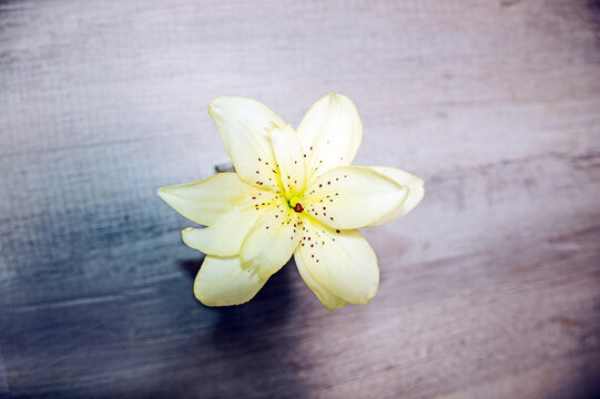 Cream colored speckled lily on vintage background