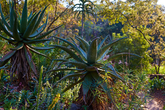 African Aloe In The Highveld