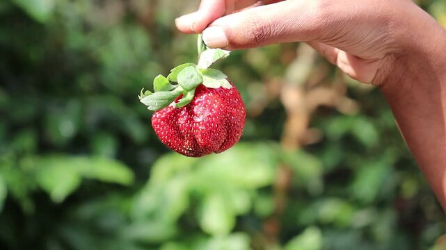 Holding a fully ripen strawberry fruit ready to be consumed against natural light and natural background