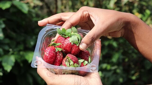 Box full of strawberries that looks fully ripe and a piece of it is held in the hand