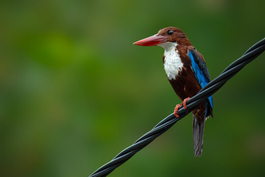 White-throated kingfisher on wire &ndash; wildlife bird portrait