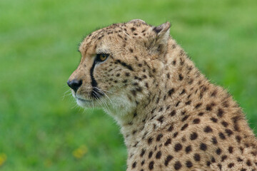 Cheetah on Grass  © Martin