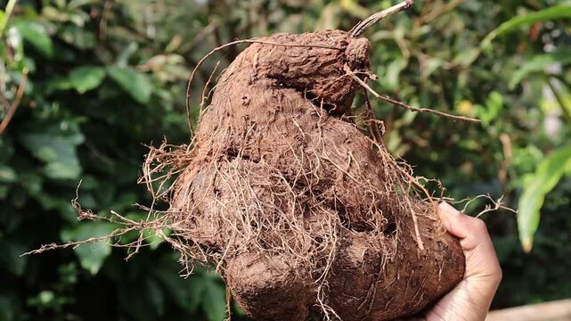 Yam harvested from the ground with visible roots held in the hand exposed to sunlight