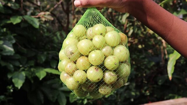Amla or also called as goose berry is a super food held in the hand bagful. Berries with medicinal properties