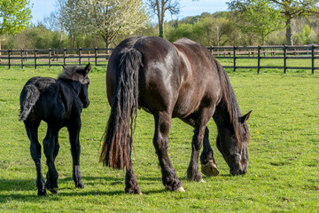 Obraz premium Charencey, France - 04 10 2026: Domaine de La Lochetière. A frail foal with its mare mother standing on a grassy field in a cloudy and sunny blue sky