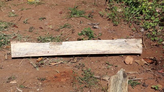 Axe is used to split the wood into pieces a scene from rural area where firewood is used as energy source for cooking