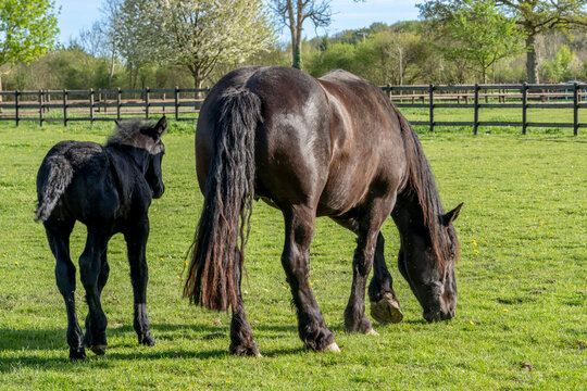 Charencey, France - 04 10 2026: Domaine de La Locheti&egrave;re. A frail foal with its mare mother standing on a grassy field in a cloudy and sunny blue sky
