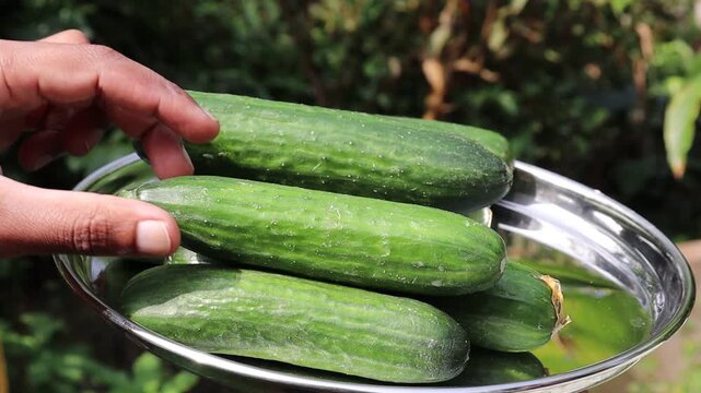 Organically grown cucumber harvested and kept on a plate with hands showing the cucumber details