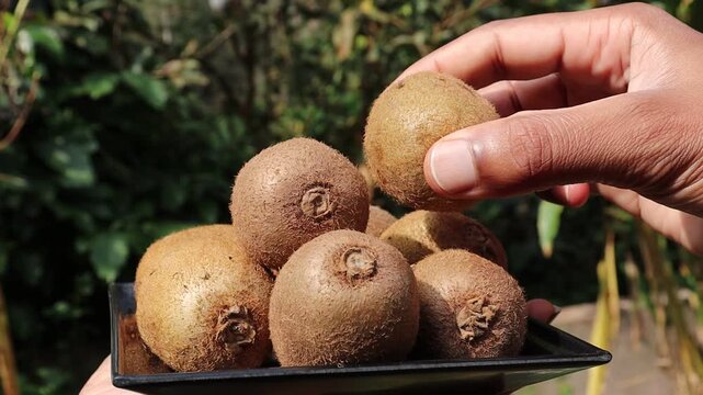 Kiwi fruit small pile kept on a plate and a single fruit is held in the hand