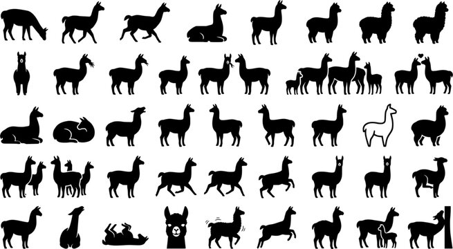 Alpaca Activity Icons. Alpaca activities. Line icon set of Alpac
