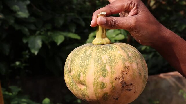 Holding an organically grown pumpkin by its stem harvested from the home vegetable garden