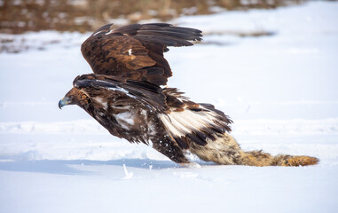 Fototapeta premium A large eagle caught a fox against a backdrop of snow. A bird of prey hunts its prey. A golden eagle sits in the snow, clinging to its prey. Falconry. A national tradition of Asia. Berkutchi,