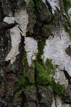 tree bark with moss