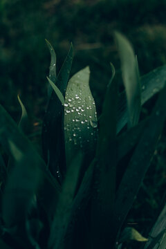 Close-up of green tulip leaves with raindrops. Fresh morning dew on tulip foliage in spring garden. A moody, dark-toned macro shot of vibrant green tulip leaves covered in clear water drops after rain
