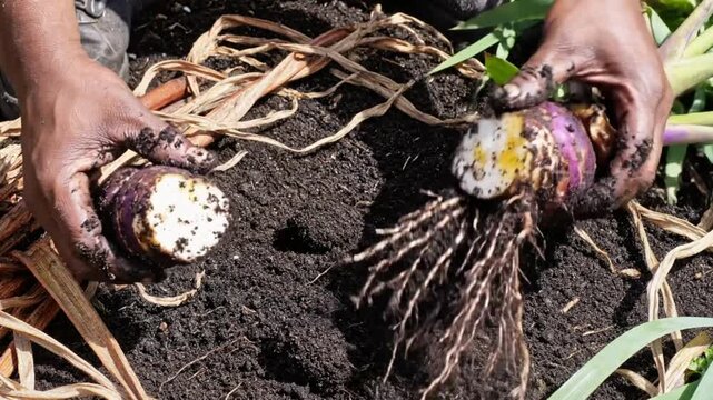 Farmer carefully splits a purple turnip root vegetable in half to inspect its freshness and quality for harvest