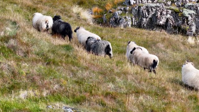Icelandic sheep walking across grassy hillside in natural environment