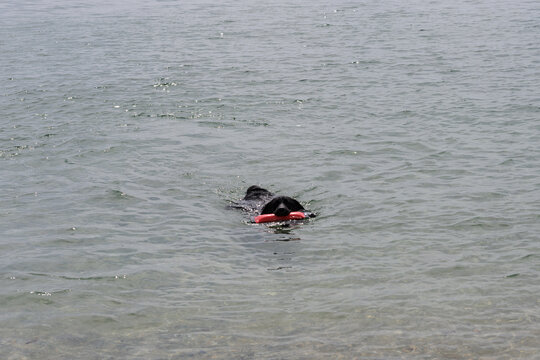 Happy Dogs Playing on the beach and in the ocean