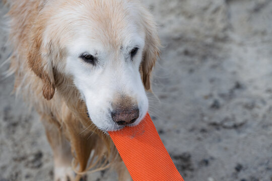 Happy Dogs Playing on the beach and in the ocean