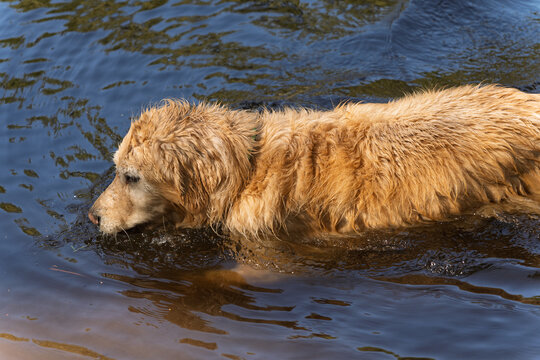 Happy Dogs Playing on the beach and in the ocean
