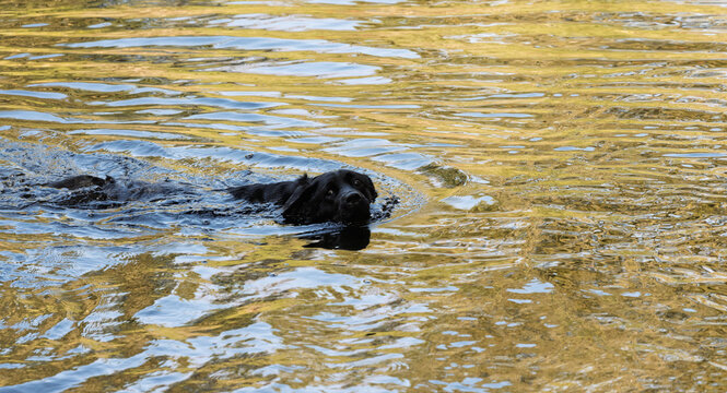 Happy Dogs Playing on the beach and in the ocean