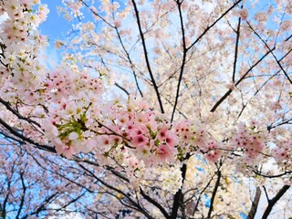 Fototapeta premium 空と桜 