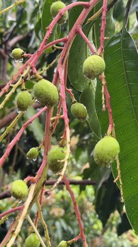 Vertical view of small green mango fruits hanging on a branch after rain with visible drops on the surface surrounded by large leaves of the tree. Tropical plant.