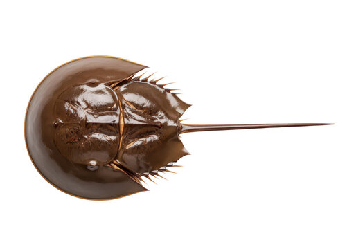 Top view of a horseshoe crab isolated on transparent background