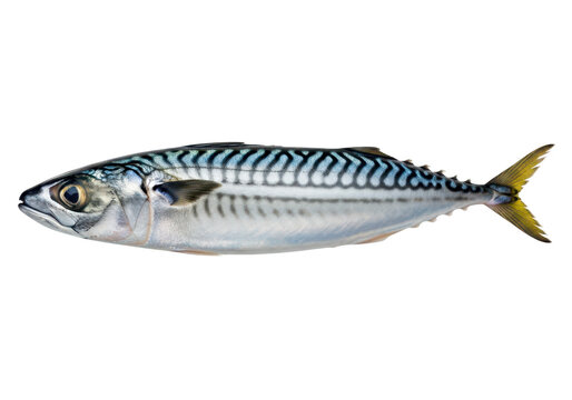 A fresh atlantic mackerel fish isolated on transparent background