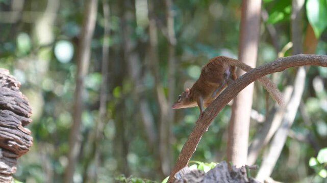 Treeshrews (Tupaiidae) It eats both plants and small animals such as insects or worms .on branch in natural habitats in the forest Thailand. 