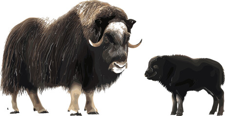 Musk Ox and Calf Illustration for Wildlife, Nature, and Animal-Themed Graphics © MdMunzurul