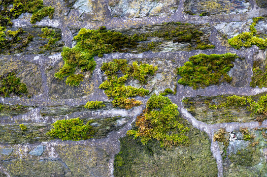 green moss on the nature stone wall texture background design