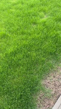 Bright green grass is growing in the backyard while enjoying warm spring days with sunlight and clear skies