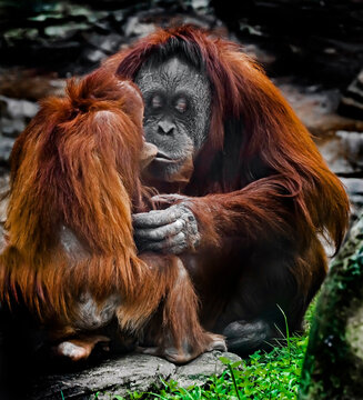 Bornean orangutan female and her kid. Latin name - Pongo pygmaeus abelii	