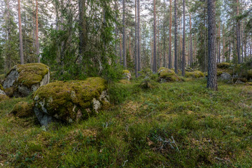 Northern forest landscape with huge stone with moss. Glacial erratic rock. © Conny Sjostrom