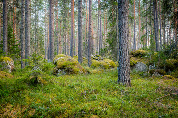 Northern forest landscape with huge stone with moss. Glacial erratic rock. © Conny Sjostrom