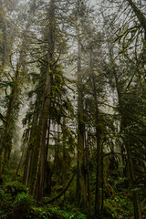 Fototapeta premium Misty temperate rainforest scene featuring towering moss-covered conifer trees, dense green understory, and soft fog filtering through an ancient old-growth forest in the Pacific Northwest