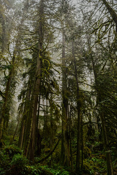 Misty temperate rainforest scene featuring towering moss-covered conifer trees, dense green understory, and soft fog filtering through an ancient old-growth forest in the Pacific Northwest